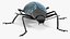 Blue Pleasing Fungus Beetle