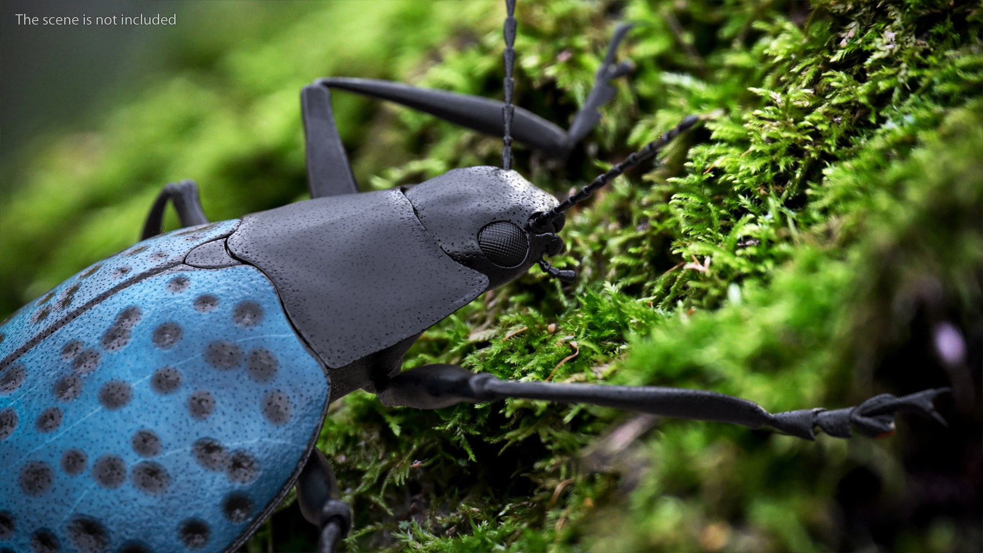 3D Blue Pleasing Fungus Beetle https://p.turbosquid.com/ts-thumb/5r/u9eJlm/p0/bluepleasingfungusbeetlemb3dmodel005/jpg/1729747314/1920x1080/fit_q87/657cb02fc23acd6a62dc15c3fa35ec1bd36af6d2/bluepleasingfungusbeetlemb3dmodel005.jpg