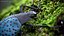 Blue Pleasing Fungus Beetle