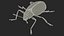 Blue Pleasing Fungus Beetle