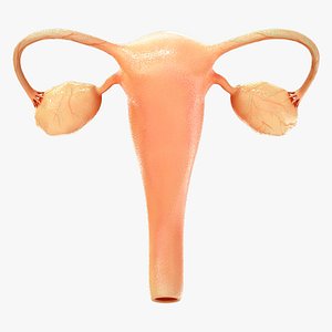 female reproductive system 3D model