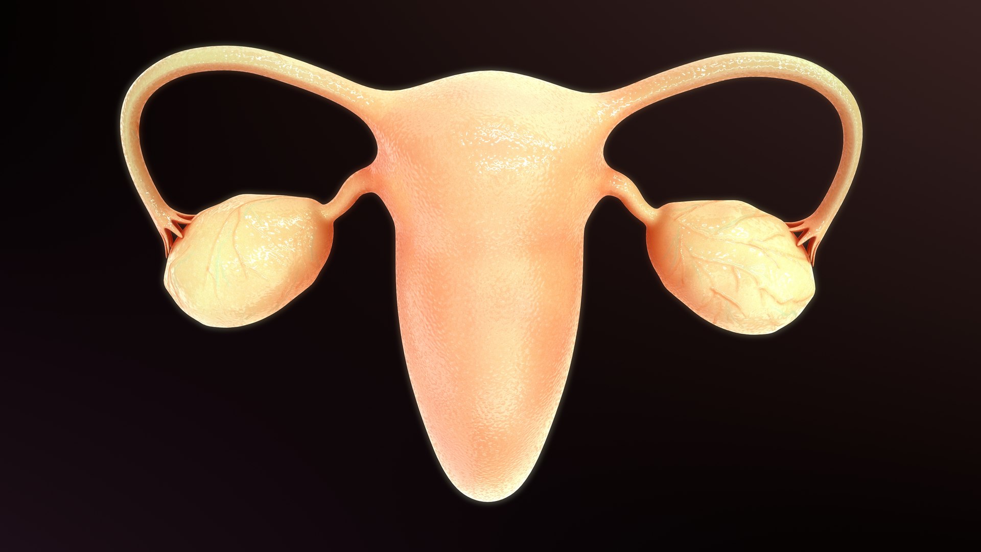 Female Reproductive System 3D Model - TurboSquid 2319979