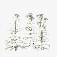 Common Yarrow Plant Achillea Millefolium Fstorm