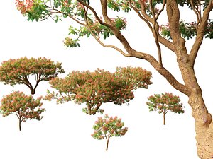 Delonix regia - Bojer ex Hook 3D model