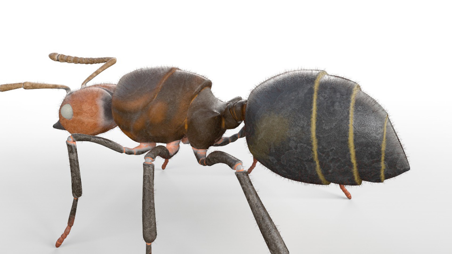 3D model rigged https://p.turbosquid.com/ts-thumb/5s/4yW8sm/3FrmA8RU/ant5/jpg/1586178549/1920x1080/fit_q87/b75732939ff0400a4432ec1e2d1013d239a9afe4/ant5.jpg