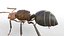 Ant Insect Rigged