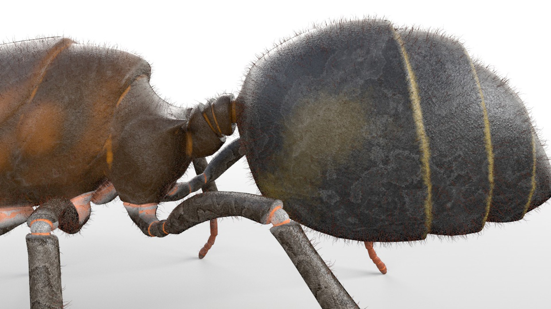 3D model rigged https://p.turbosquid.com/ts-thumb/5s/4yW8sm/RWs5zyx3/ant6/jpg/1586178549/1920x1080/fit_q87/5d360b352c947465ac850a3f71ec36afec8cff3f/ant6.jpg