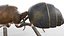 Ant Insect Rigged