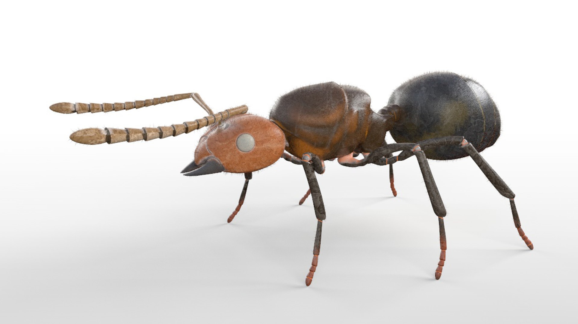 3D model rigged https://p.turbosquid.com/ts-thumb/5s/4yW8sm/UB4cugm4/ant3/jpg/1586178549/1920x1080/fit_q87/f93107facb2de7d093ee04573fa7de117177273e/ant3.jpg