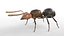 Ant Insect Rigged