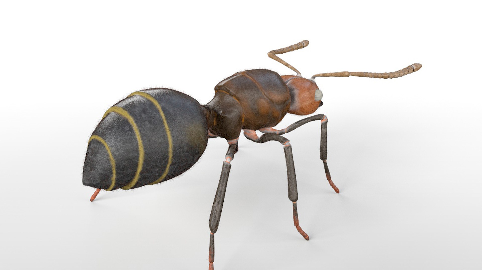 3D model rigged https://p.turbosquid.com/ts-thumb/5s/4yW8sm/g4DWnA8X/ant8/jpg/1586178549/1920x1080/fit_q87/ca7f614a9347190403a2cdaa572e6b2c789ca5f7/ant8.jpg