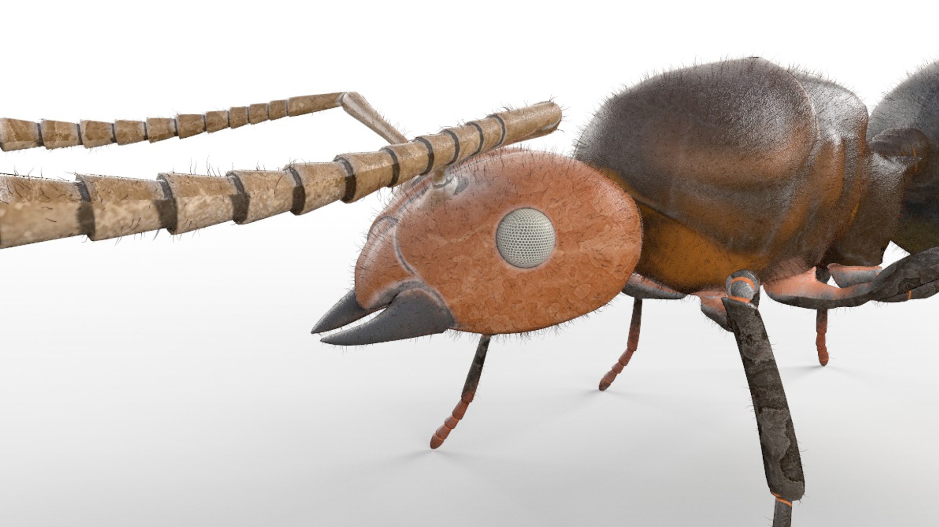 3D model rigged https://p.turbosquid.com/ts-thumb/5s/4yW8sm/ihiDNxuX/ant4/jpg/1586178549/1920x1080/fit_q87/76ee14ab9b8251a86e540b17c78aaf06272e97c7/ant4.jpg