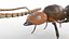 Ant Insect Rigged