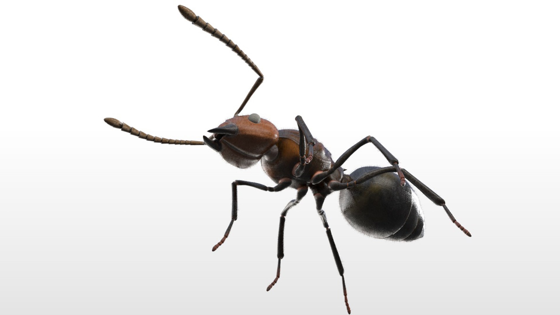 3D model rigged https://p.turbosquid.com/ts-thumb/5s/4yW8sm/rL19ZvYk/ant9/jpg/1586178549/1920x1080/fit_q87/35128c1ead70e681050be47fcb8d00018bf31b15/ant9.jpg