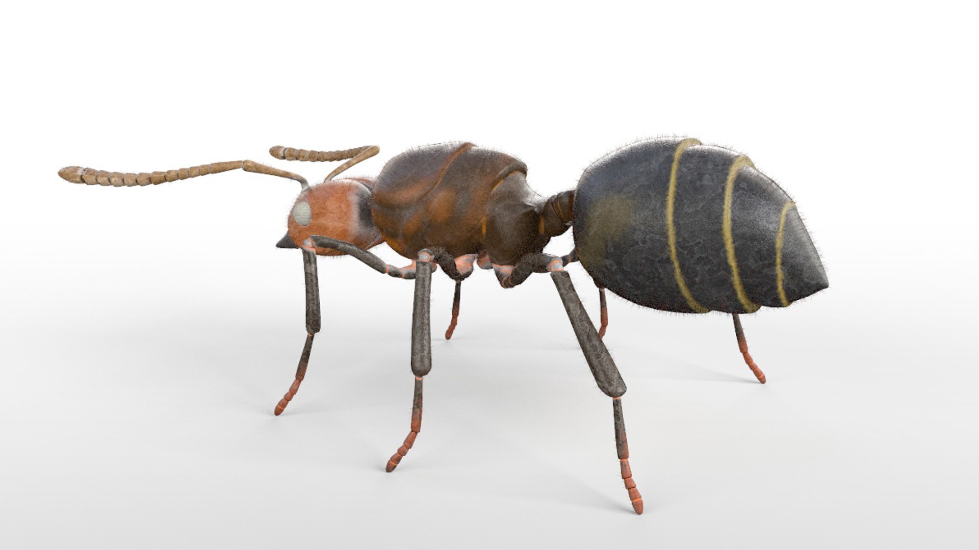 3D model rigged https://p.turbosquid.com/ts-thumb/5s/4yW8sm/v0uo1DfO/ant7/jpg/1586178549/1920x1080/fit_q87/30cf1a2fd1fdaf32f9341d9dffb2f7b54f231bcf/ant7.jpg