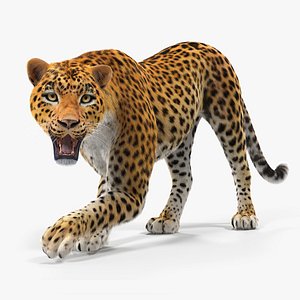 Leopard with Fur Rigged