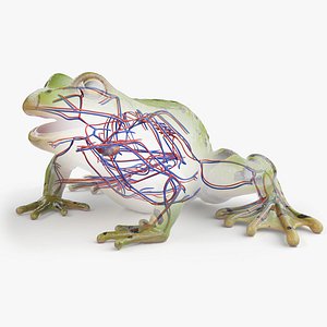 Frog Body  Skeleton and Vascular System Static 3D model