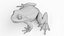 Grenouille Corps Squelette et Système Vasculaire Statique