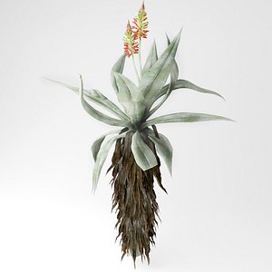3D aloe vera