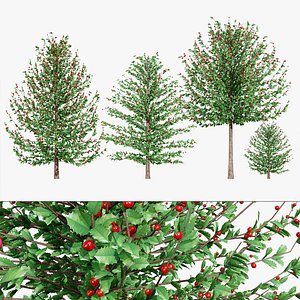 Realistic Holly Trees  Asset Pack
