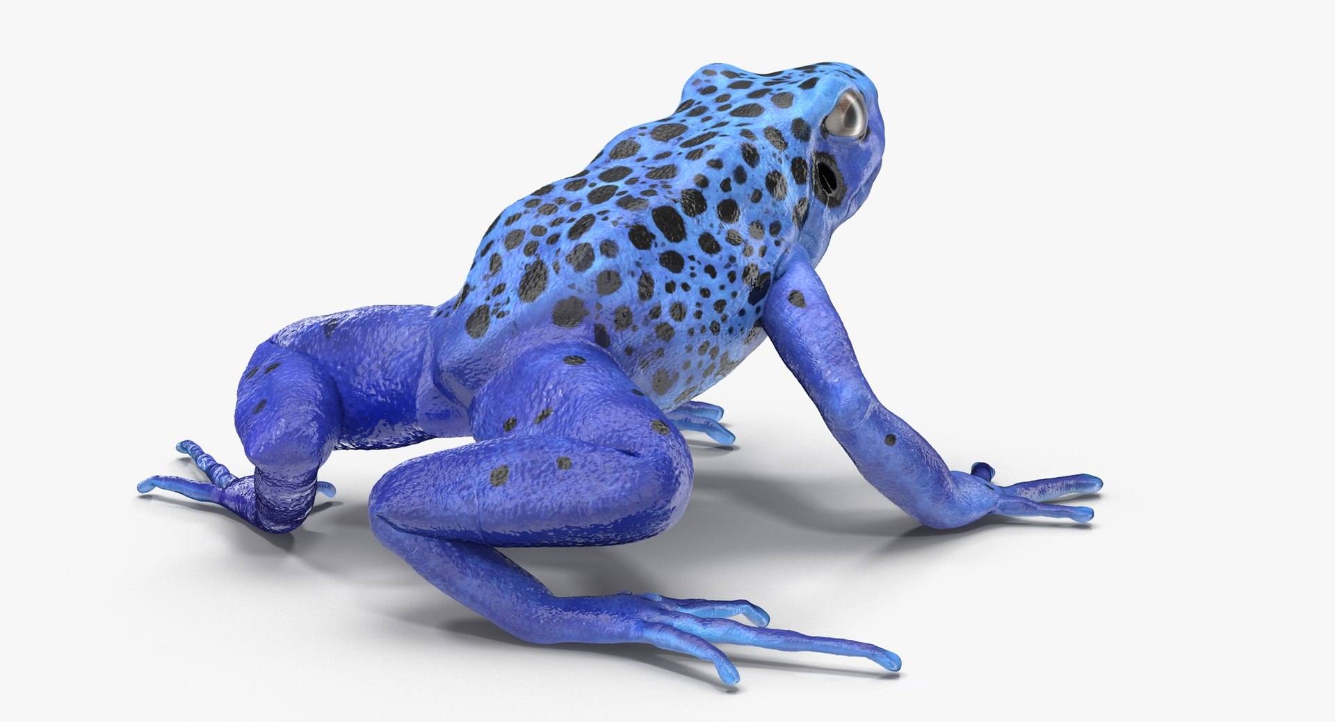 max poison dart frog