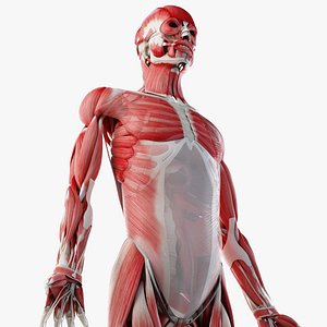 3D model male skin skeleton ligaments