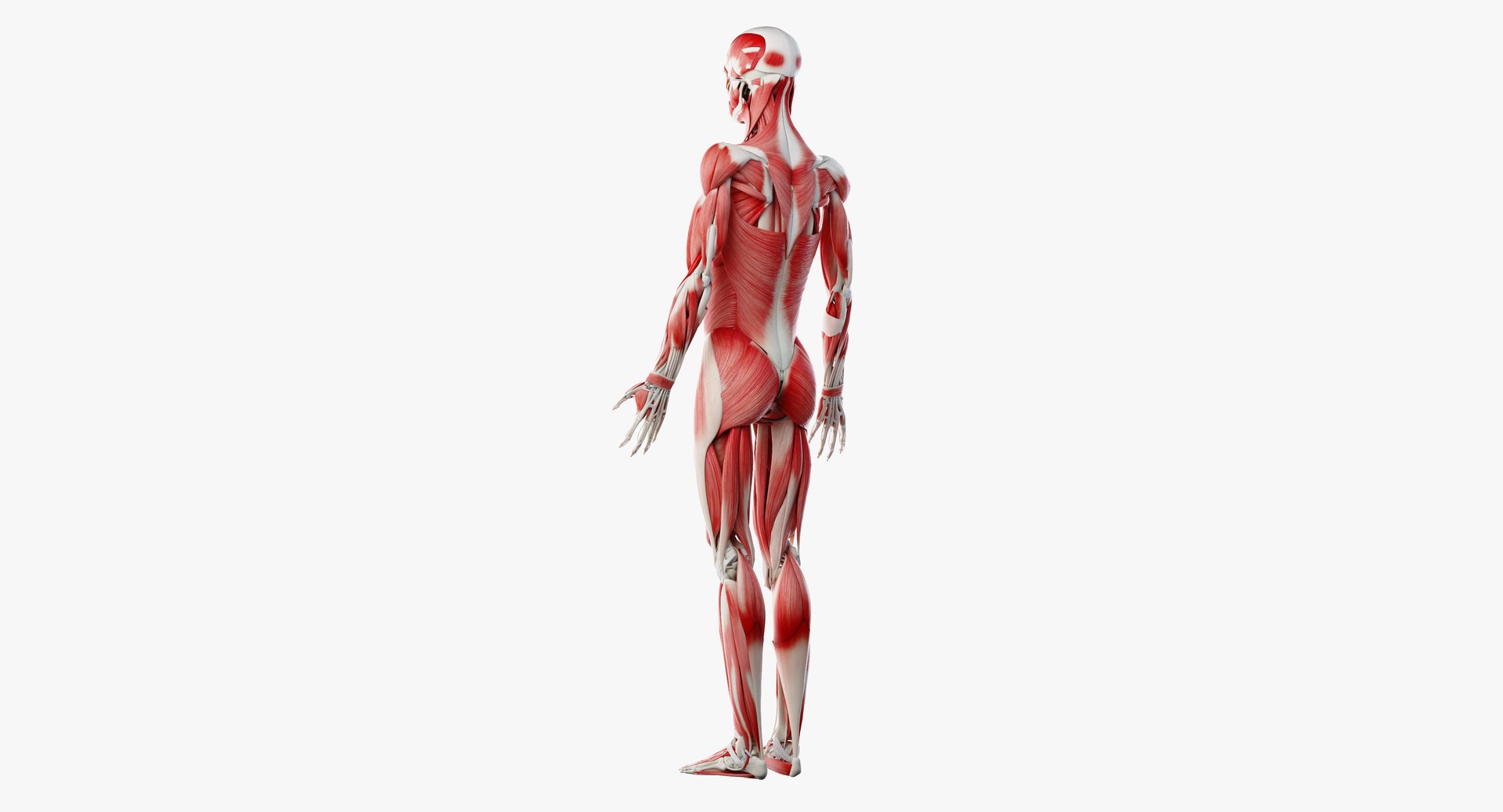 3D Model Male Skin Skeleton Ligaments - TurboSquid 1374000