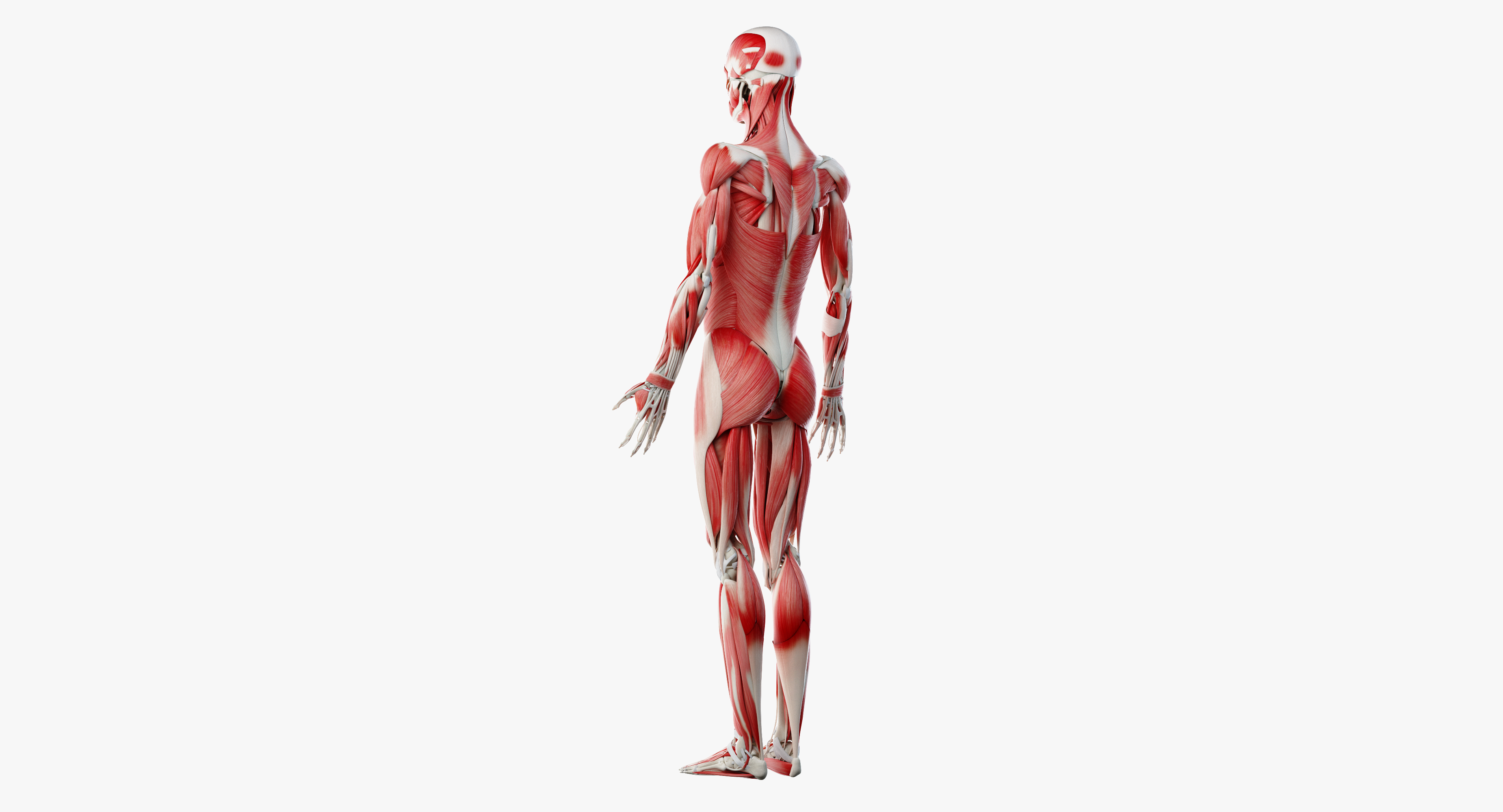 3D model male skin skeleton ligaments - TurboSquid 1374000