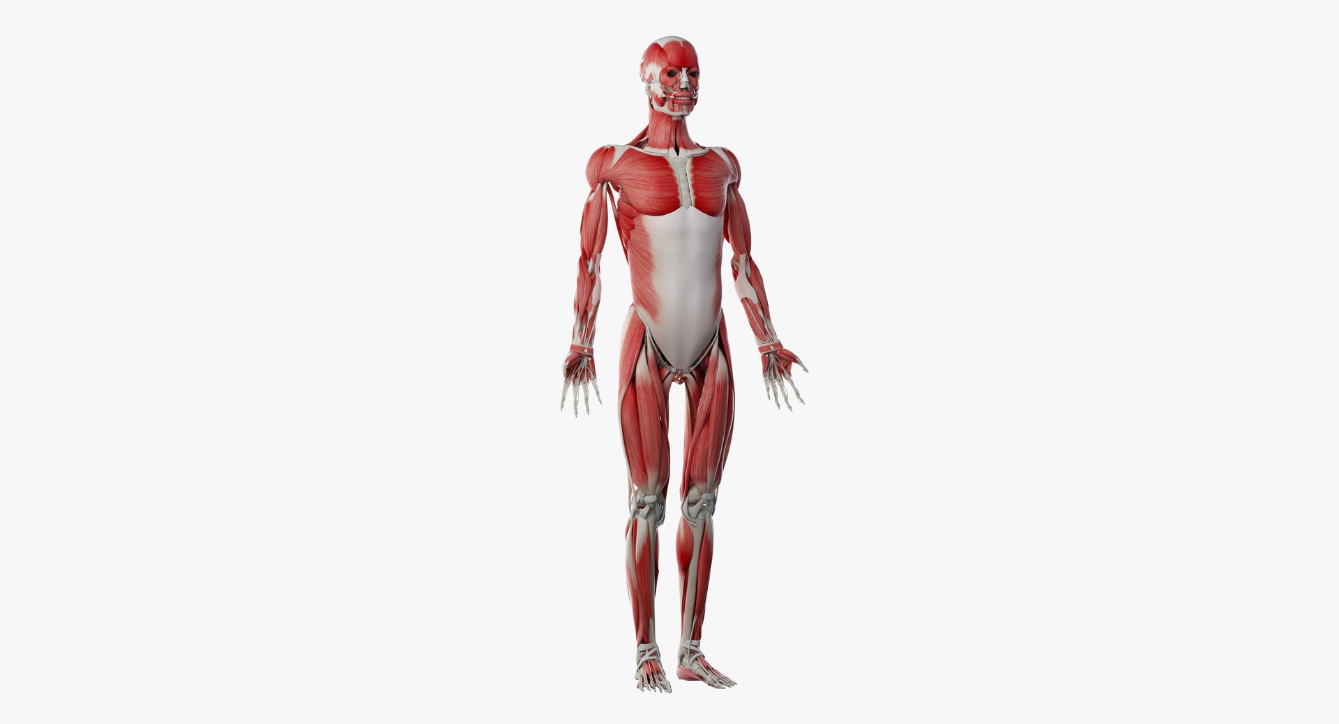 3D Model Male Skin Skeleton Ligaments - TurboSquid 1374000