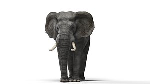 elephant africa 3D model