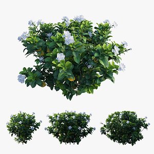 Gardenia angustifolia Merr plant set 02