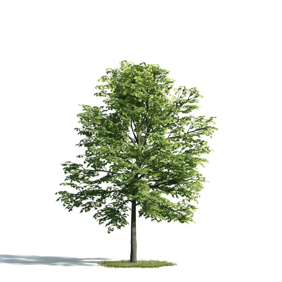 3d archmodels vol 171 trees