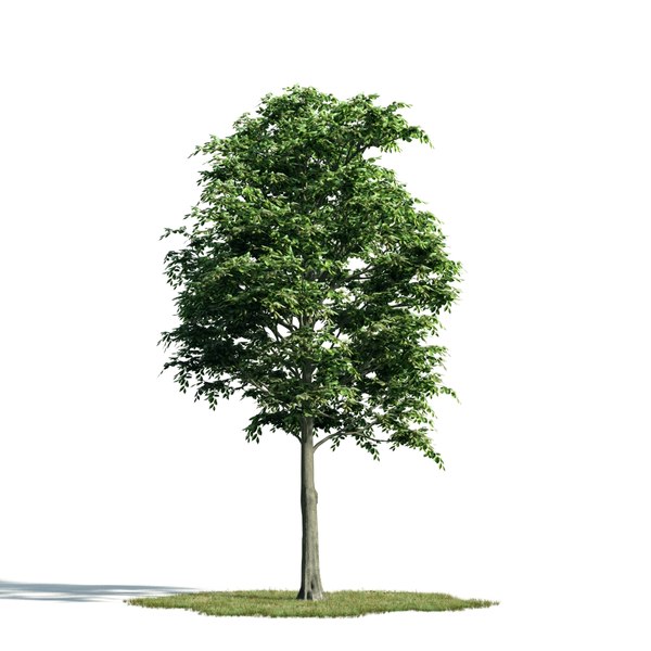 3d archmodels vol 171 trees