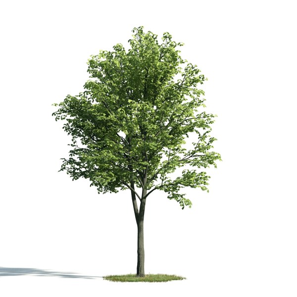 3d archmodels vol 171 trees