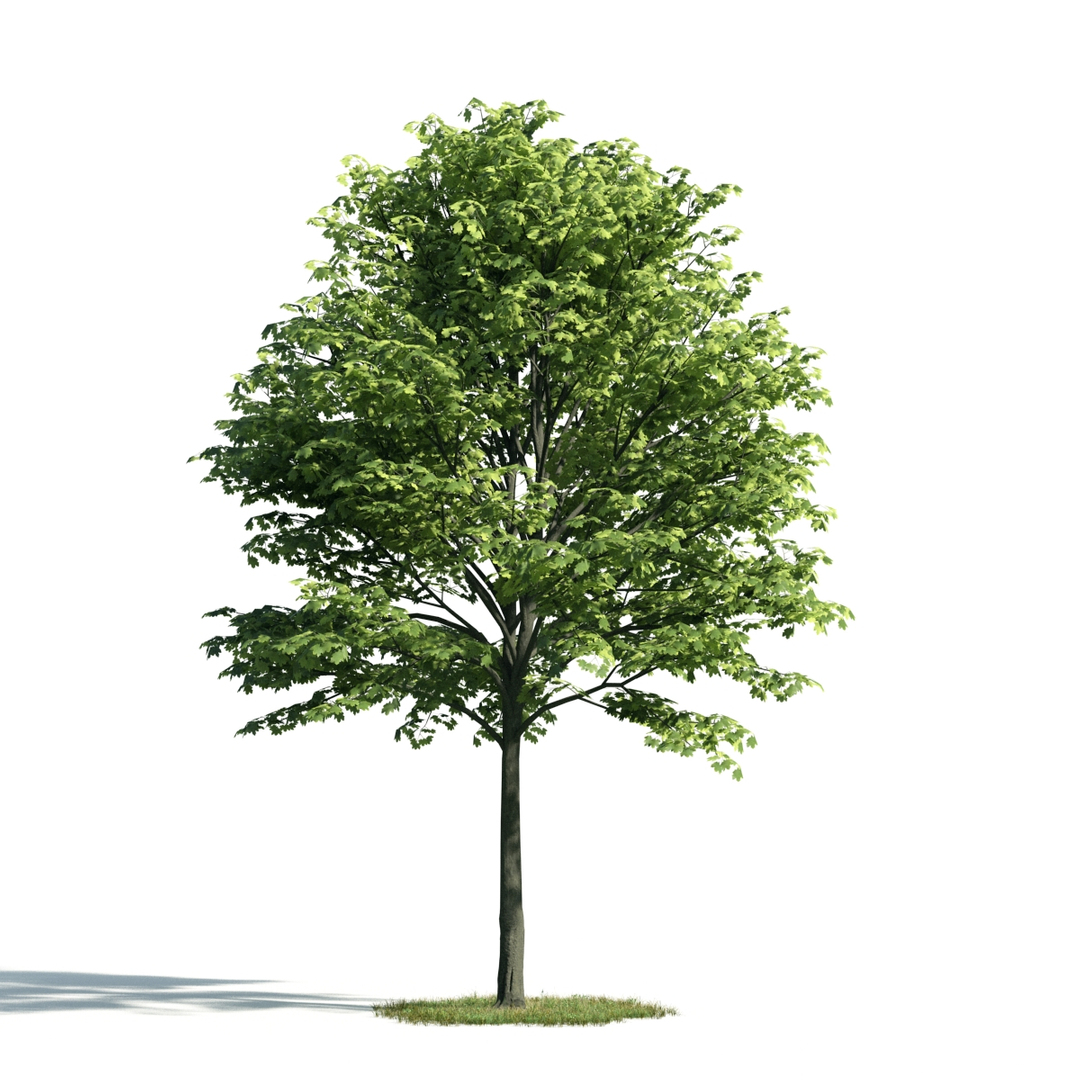 3d archmodels vol 171 trees