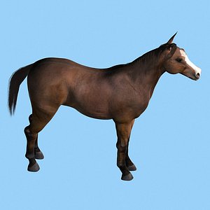 horse