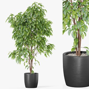 3D Plants collection 1005