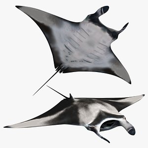 Manta Ray 8K- 3d animated