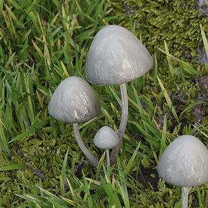 Panaeolus Mushroom