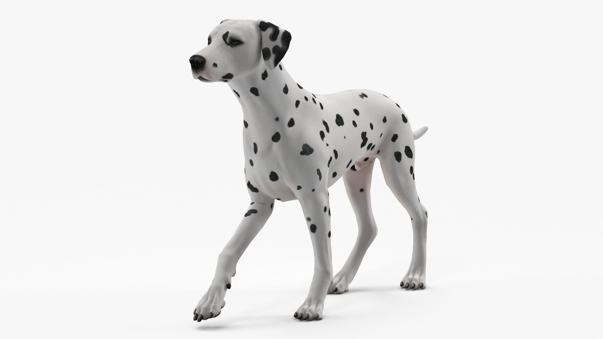 Dalmatian Dog Animated Rigged for Maya 3D model preview