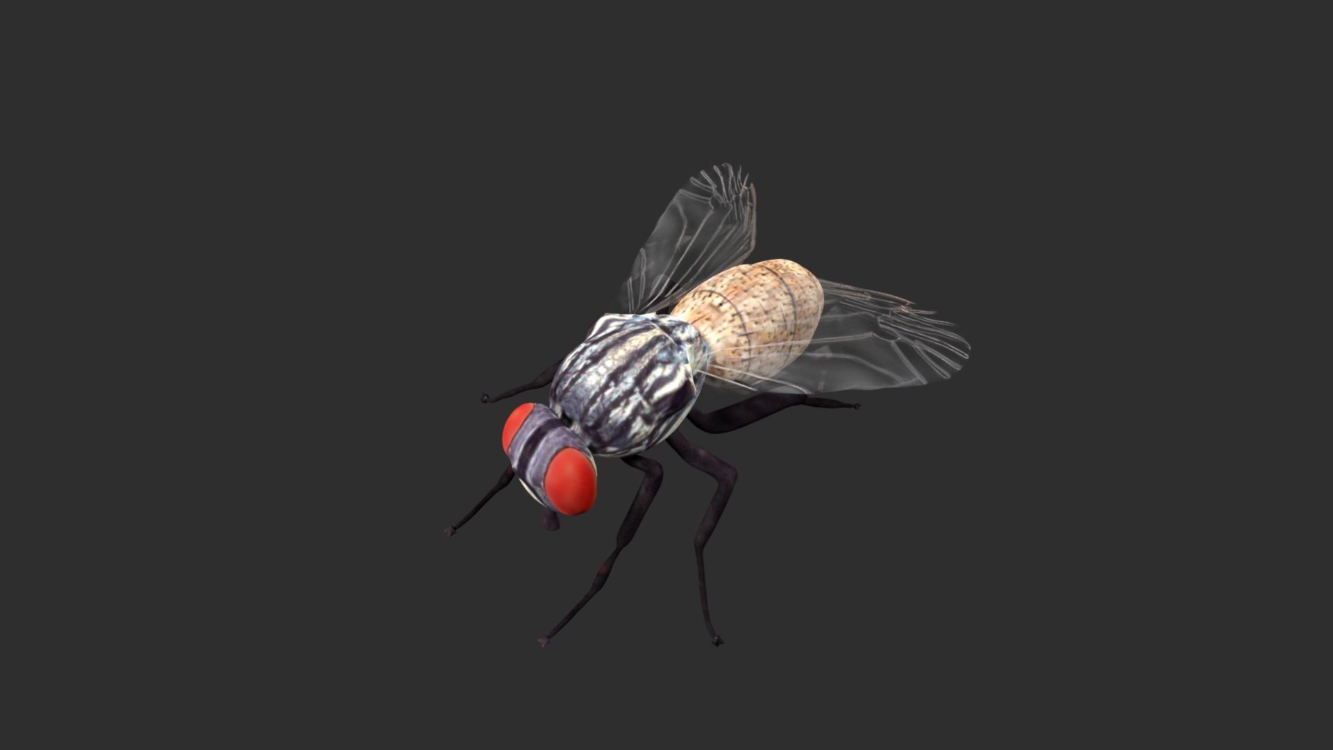 Housefly 3D Model - TurboSquid 1781902