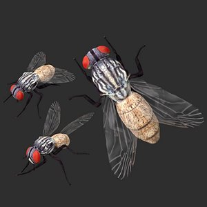 Housefly