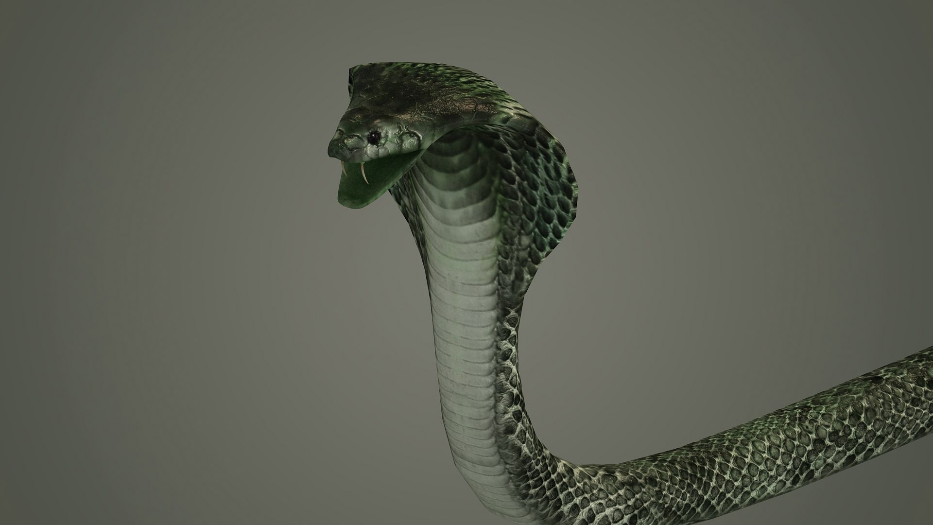 3D Snake Reptile Snakes Serpent Python Anaconda Mamba Cobra ...