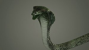 snake reptile snakes serpent python anaconda mamba cobra