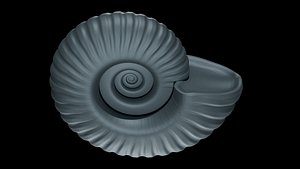 Ammonoid shell with Anagaudryceras -type Ornamentation