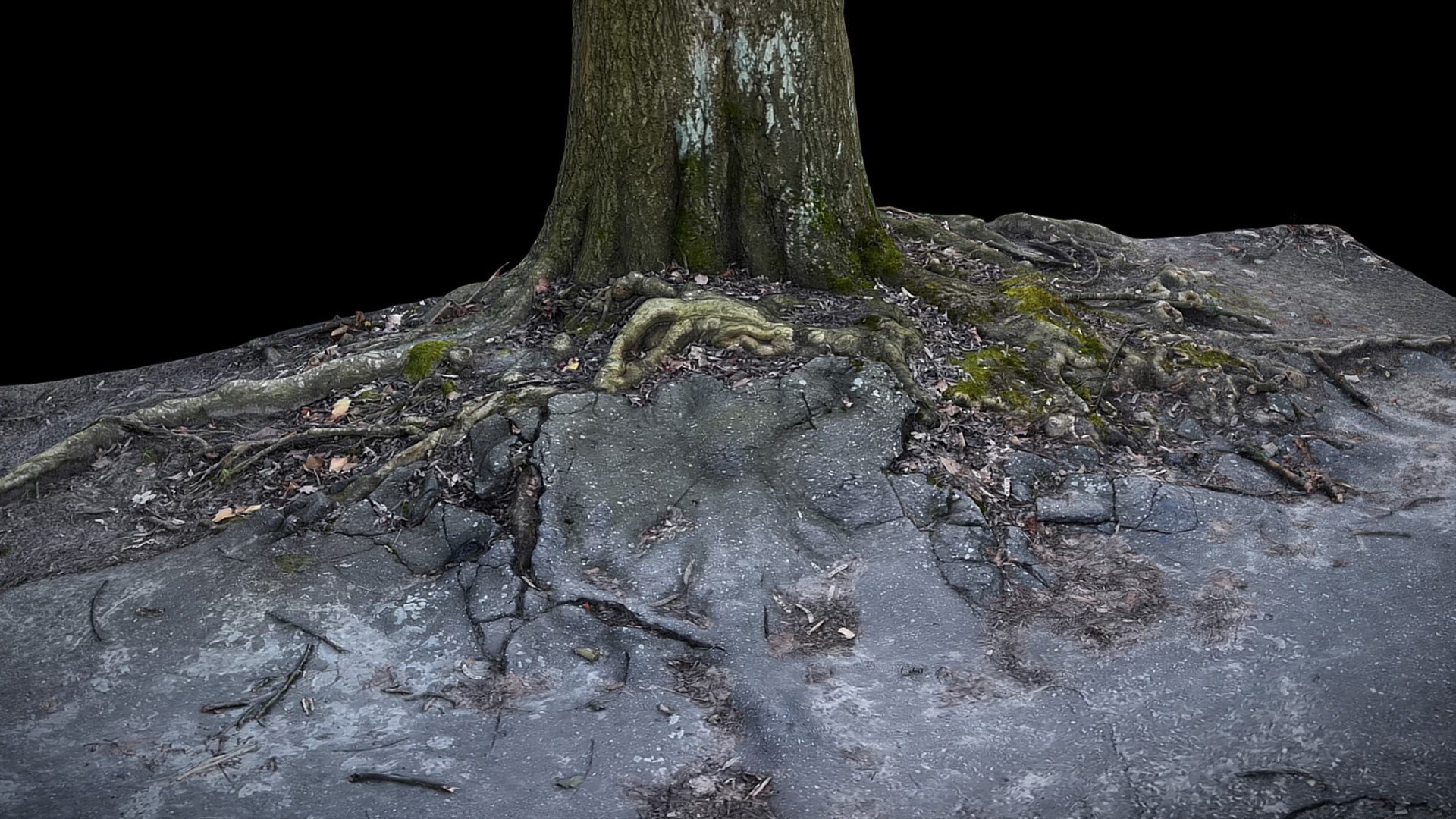 Tree Roots Road Asphalt Debris Part2 Photogrammetry 3D Model ...