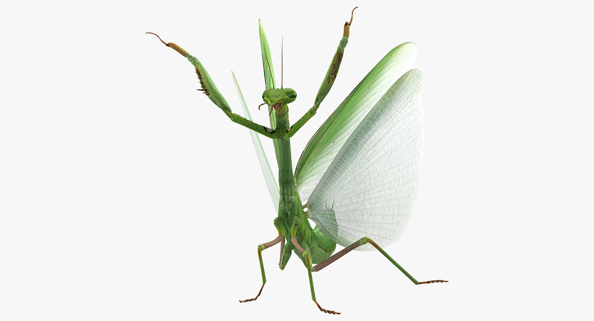 Praying Mantis with Fur 3D Model 3D model preview