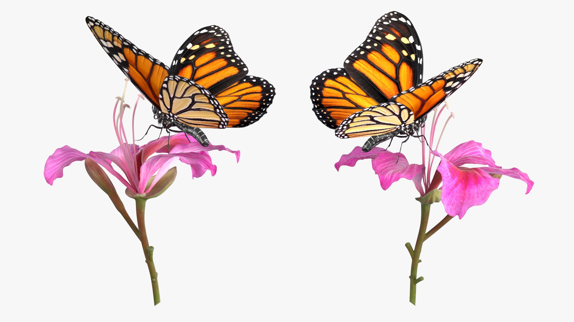 Monarch Butterfly on Bauhinia Flower Pink Fur 3D model preview