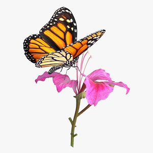 Monarch Butterfly on Bauhinia Flower Pink Fur 3D