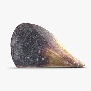 3d model big mussel sea shell